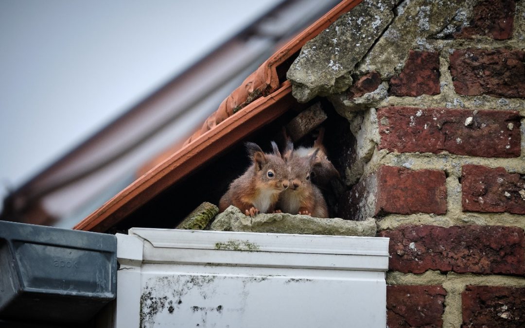 Why Are Critters On Your Roof and How Do You Get Them Off?