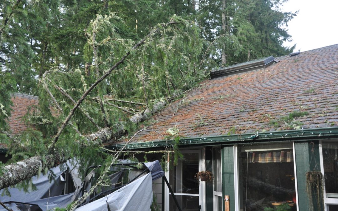 What to Do if a Tree Falls On Your Roof